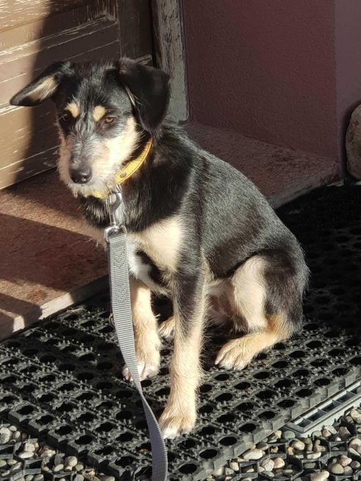 Szisza 9 mcz.szkrab czeka na adopcję,czy skradnie Twoje serce Beata Zy