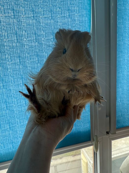 Безкоштовно віддам морську свинку з кліткою