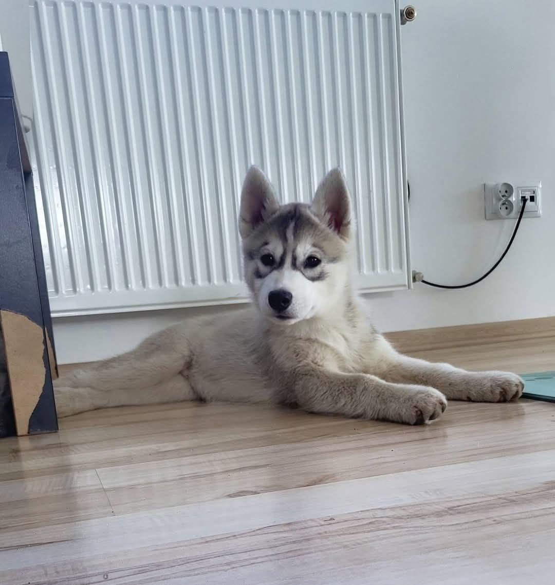 Śliczna Sunia Siberian Husky zkwp fci po champion