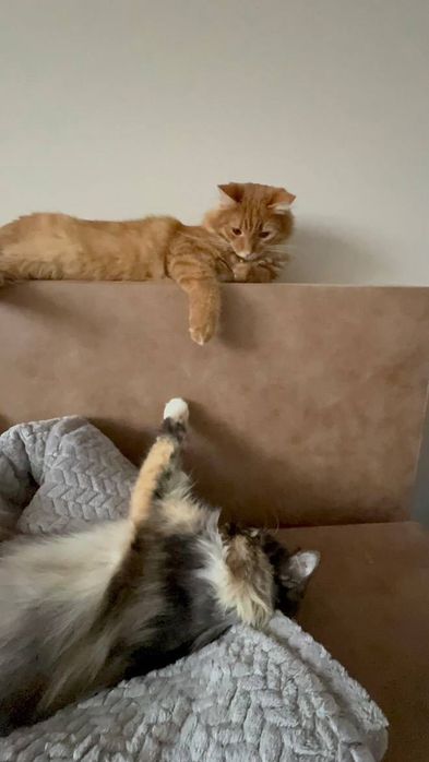 Віддам кішку в добрі руки