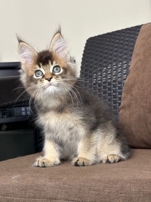 Volt-Kocurek Maine Coon