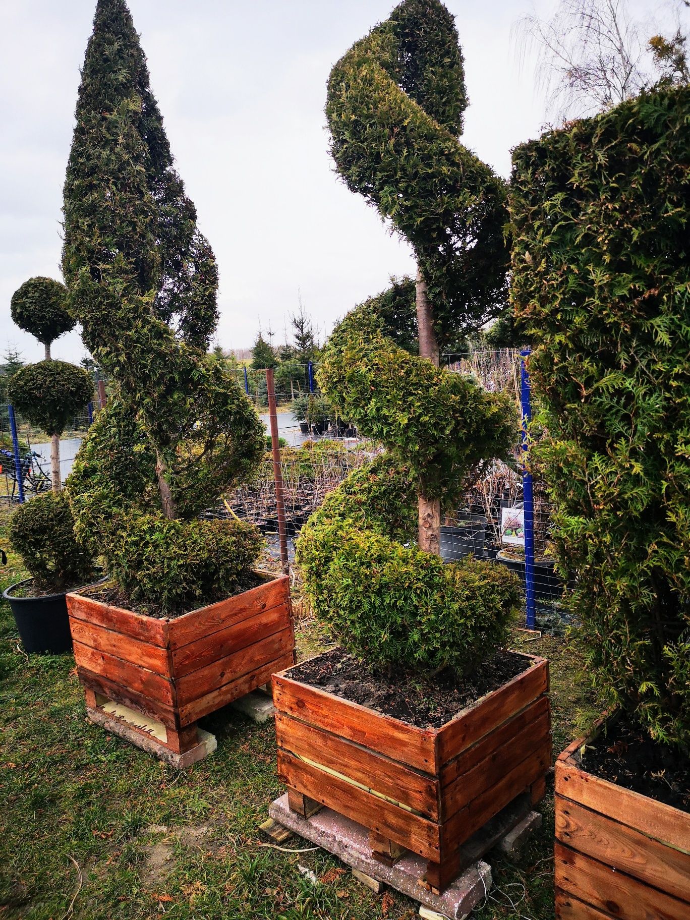 Bonsai różne wielkości, wysokości