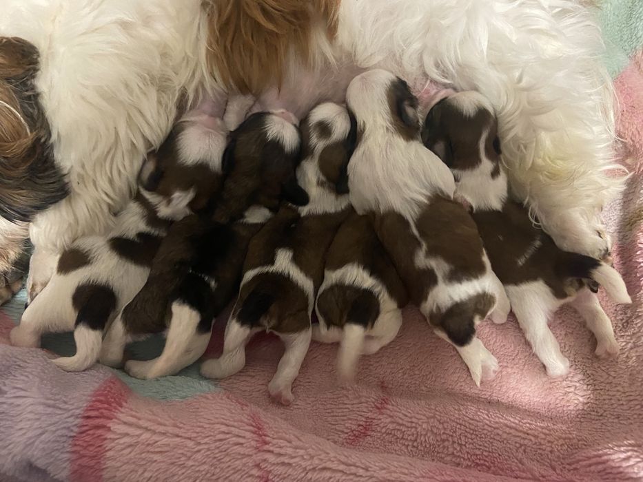 Дівчатка та хлопчики ши тцу, документи ККУ