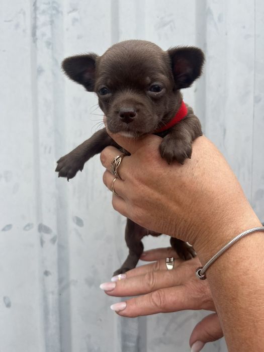 Готовятся к продаже щенки породы чихуахуа