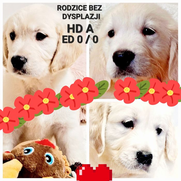 Śliczne Goldusie RODZICE BEZ DYSPLAZJI W HODOWLI Tata FCI odb. 21 list
