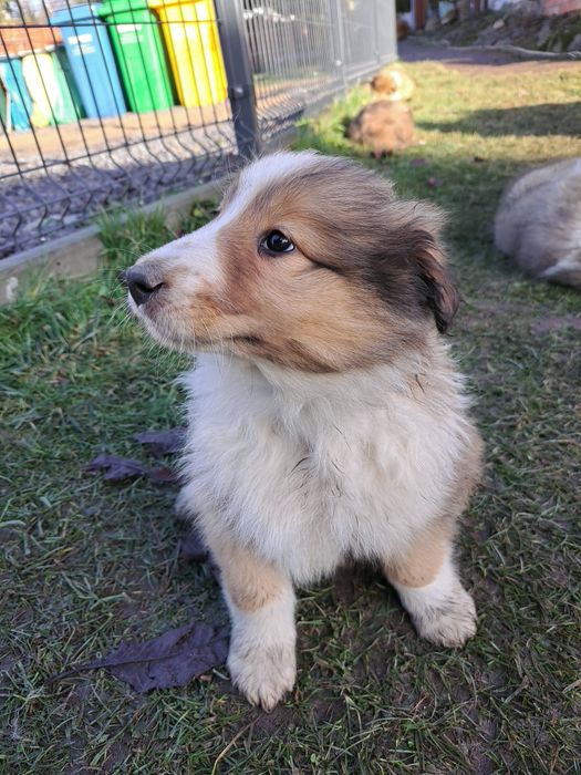 !GOTOWE NA NOWY DOM! -Owczarek szkocki collie- szczeniaki