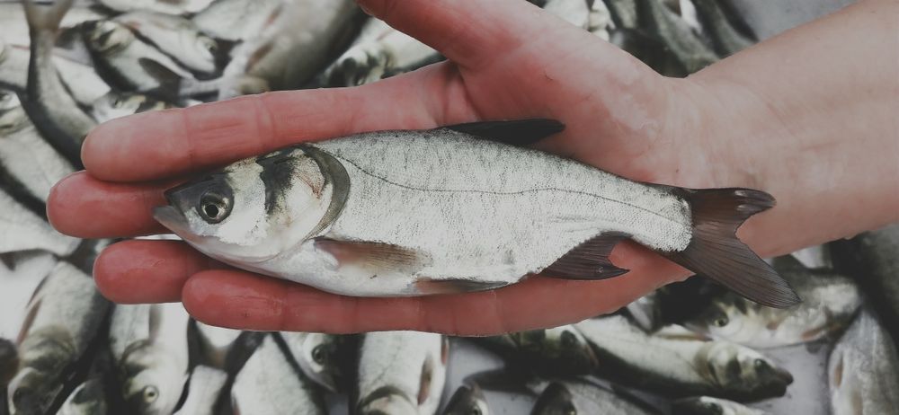 Narybek , karp , tegoroczny .
