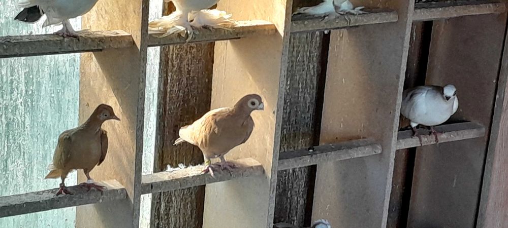 Gołębie brodawczaki żółte.