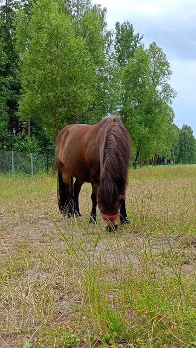Sprzedam klaczkę kuca