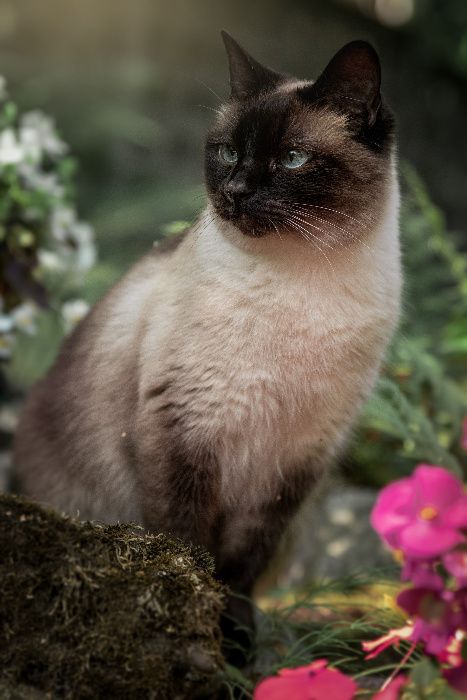 Opieka nad Psem, Kotem, Wyprowadzanie Psów | Certyfikowany petsitter