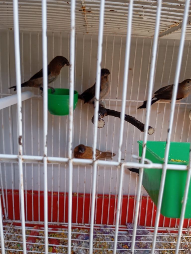 Bengalins, Mandarins