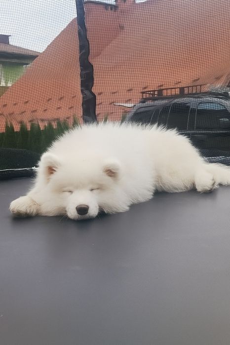 Szczeniak Samoyed