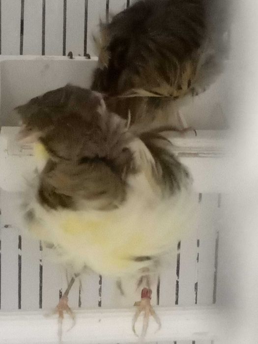 Canários frisados parisienses