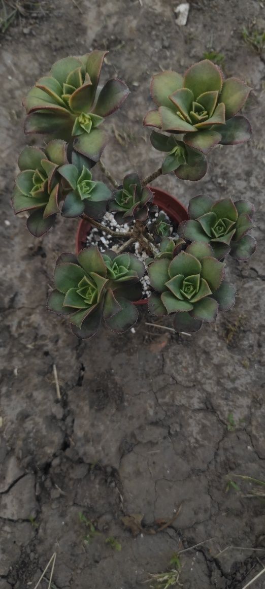 Сукулент єоніум ківі, succulents