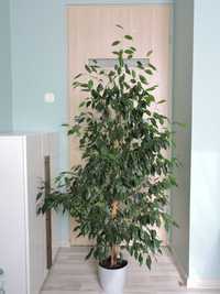 Ficus Benjamin 170 cm