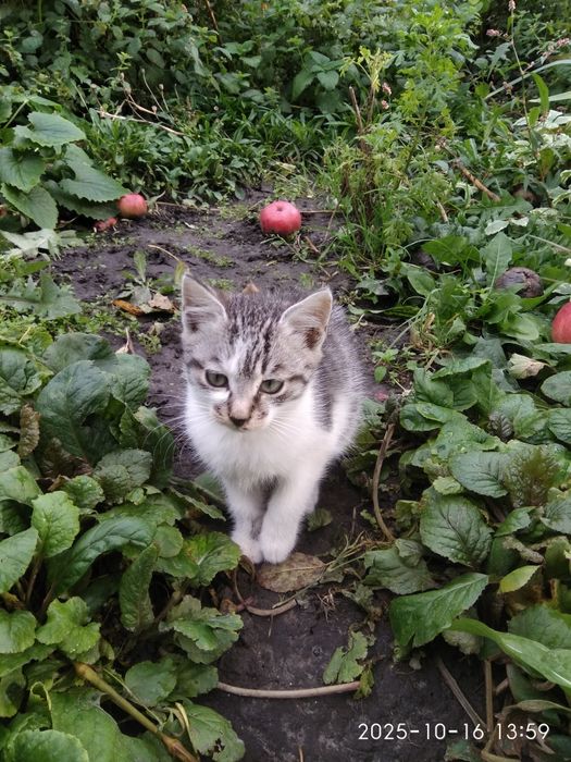 Котики в хорошие руки.