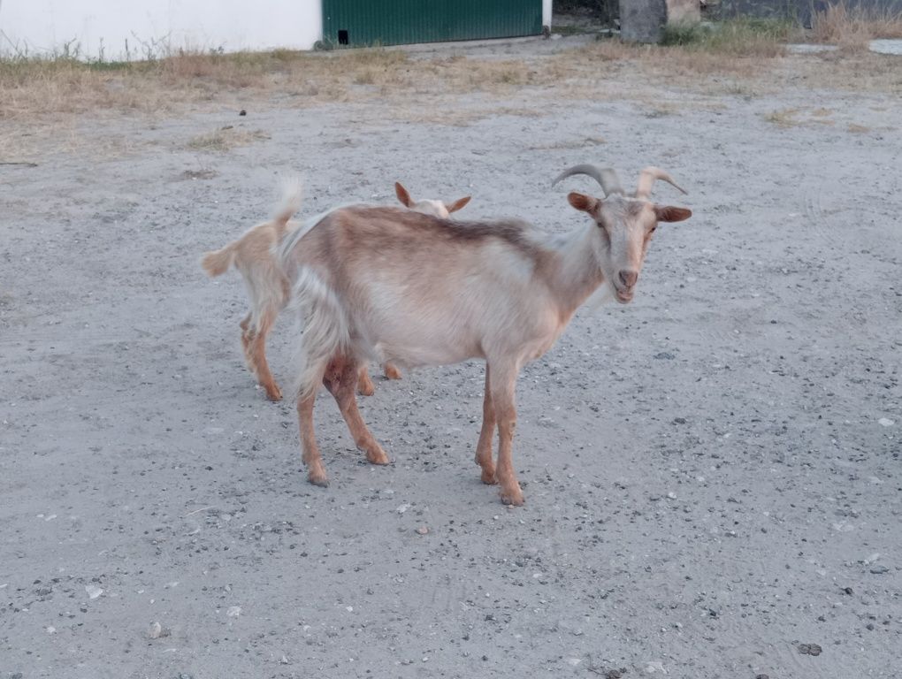 Cabra cabrito ..