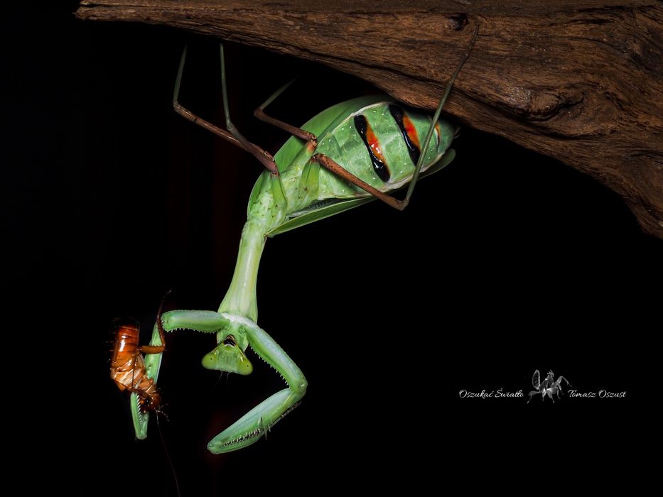 Modliszka Hierodula Membranacea + muszki 0.5L i pojemnik 1L