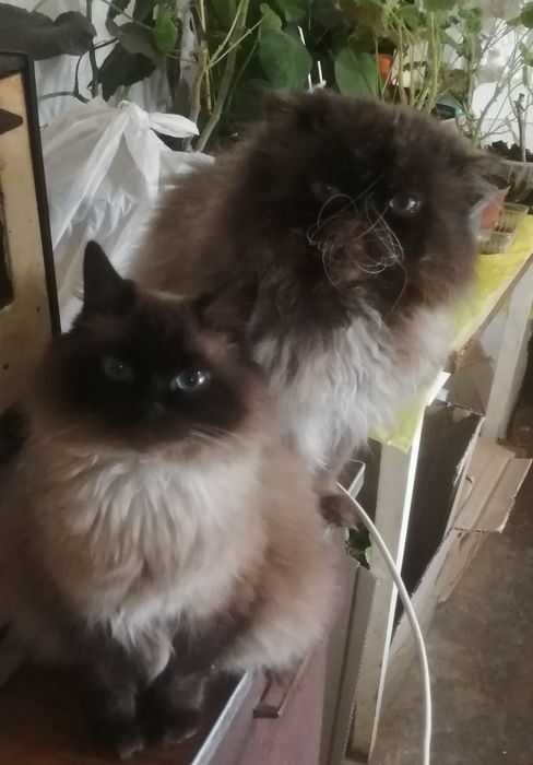 Гималайская кошечка
