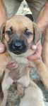 Cachorro para adoção com urgência