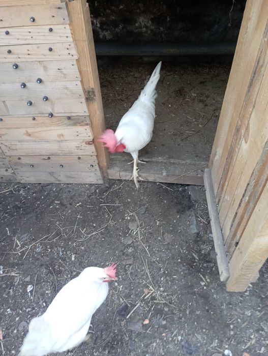 Ovos galados leghorn