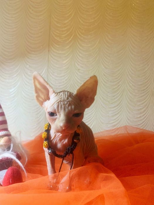 Канадський сфінкс. Хлопчик 2 міс. 12.000 грн