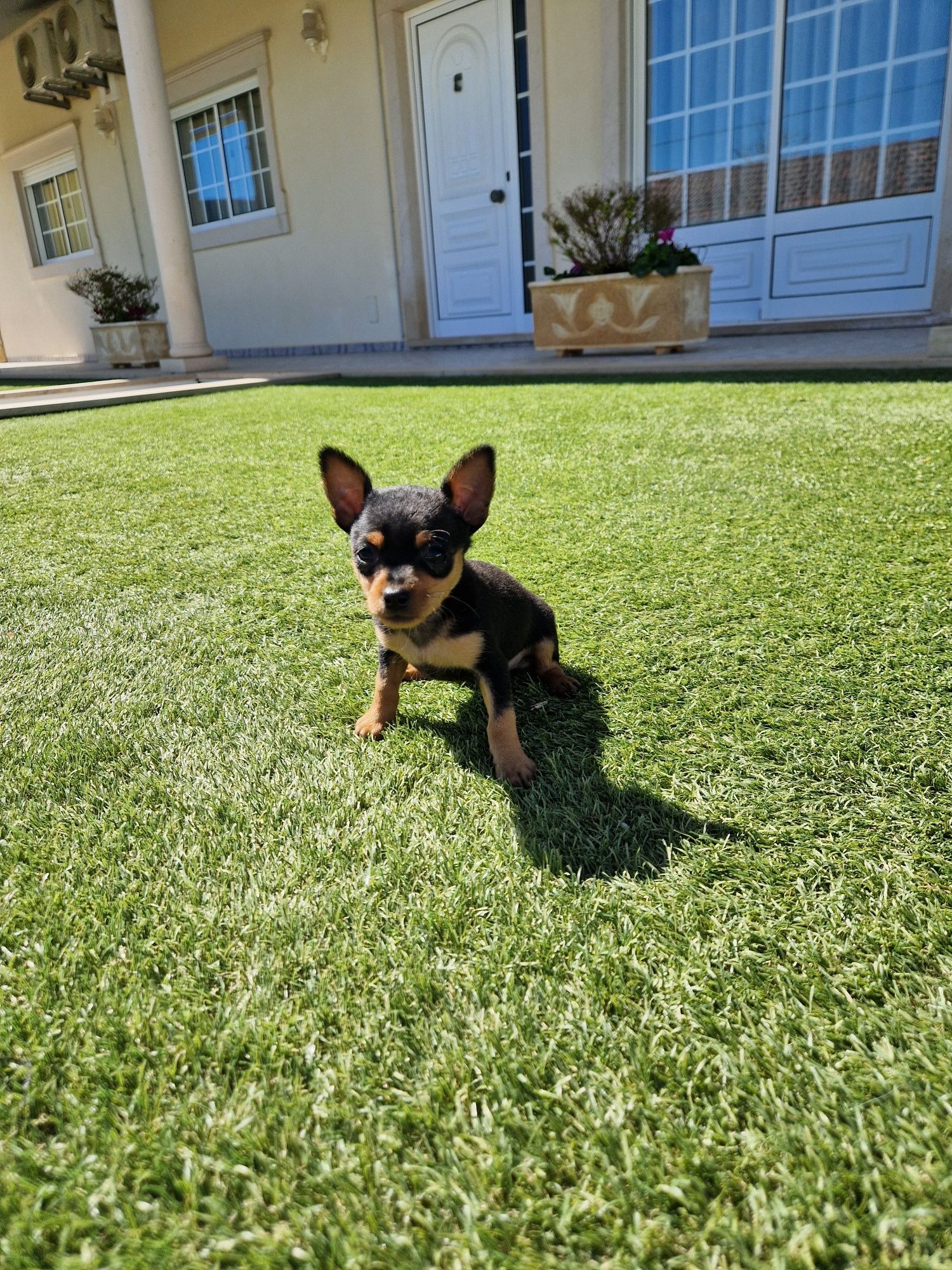 Pinscher macho miniatura