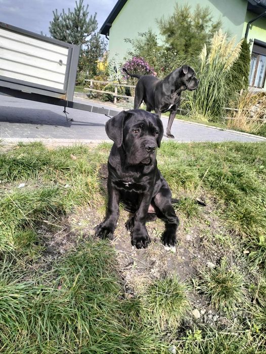 Sprzedam Cane Corso