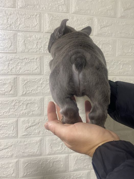 Французький бульдог міні Біг Роб