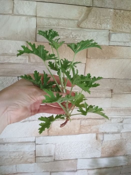Geranium anginka cytrynka