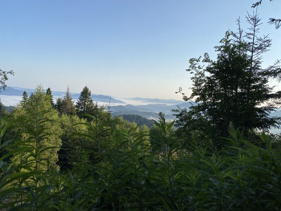 Иван Чай ферментированый.Ферментований гранульований іван чай З КАРПАТ