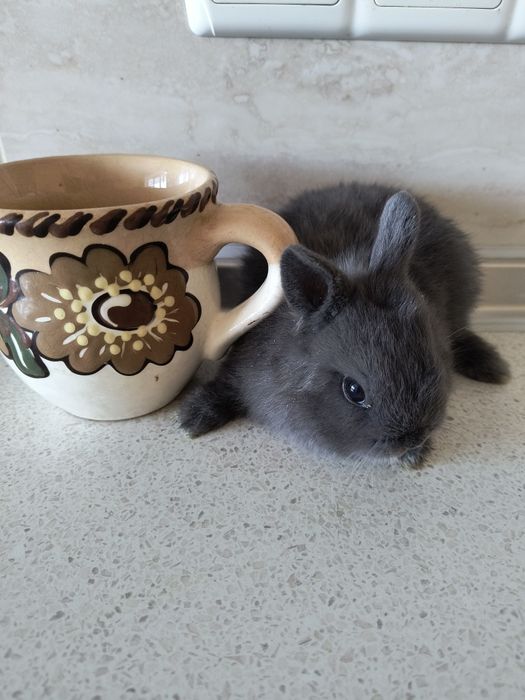 Кролик карликовый Мини .