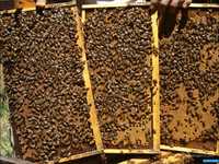 Принимаю заказы на пчелопакеты украинская степная