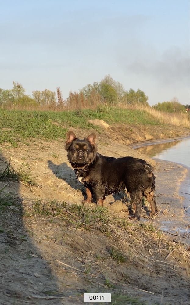 Вязка Флаффи Френч бульдог