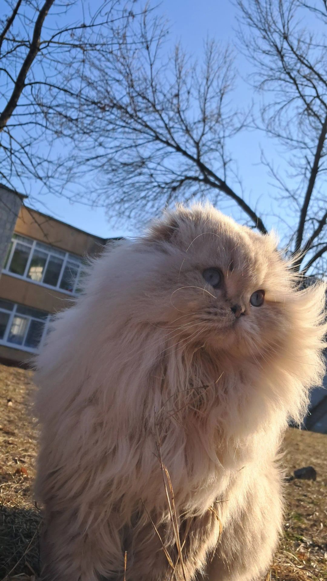 Вязка    котиків