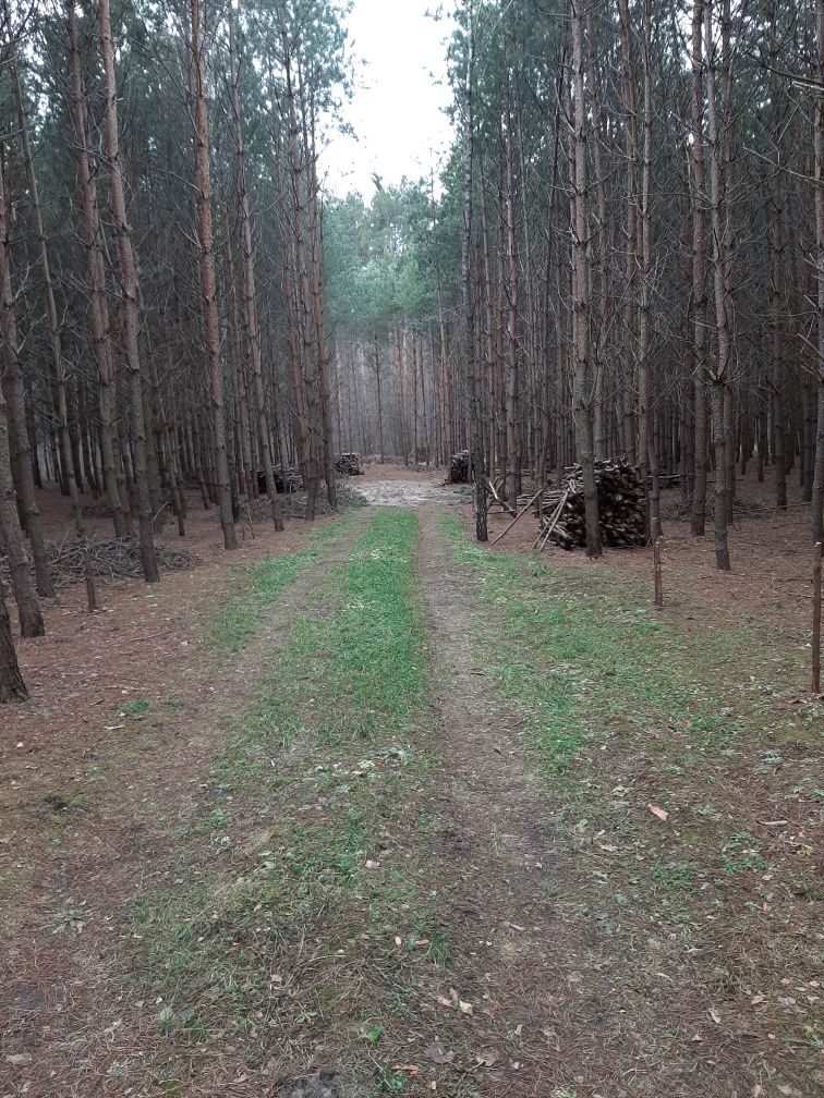 OKAZJA. Drewno opałowe sosnowe.