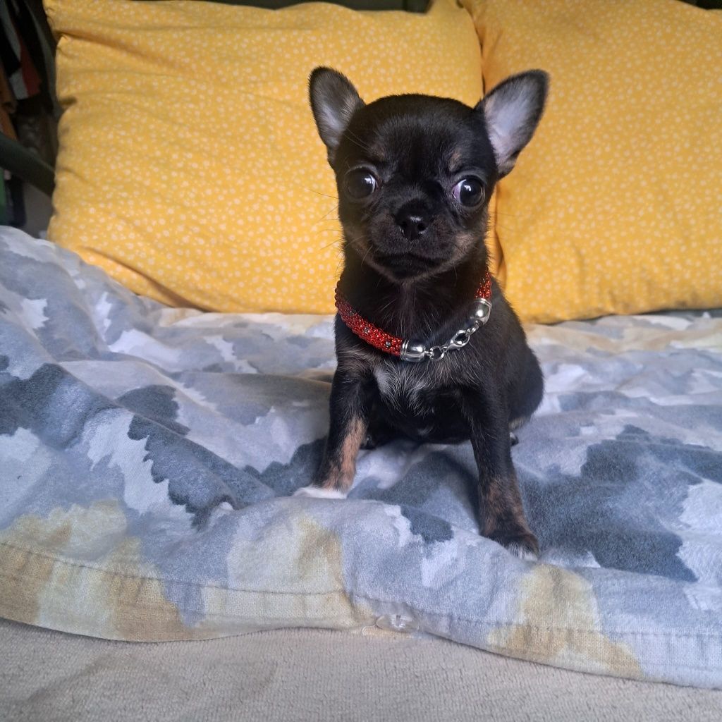 Suczka Chihuahua