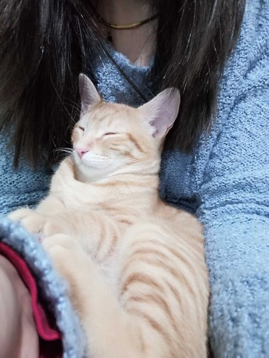 Petsitting Lisboa e arredores – cuido com amor do seu animal