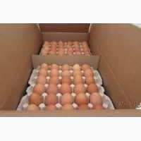Инкубационные яйца Птицеферма