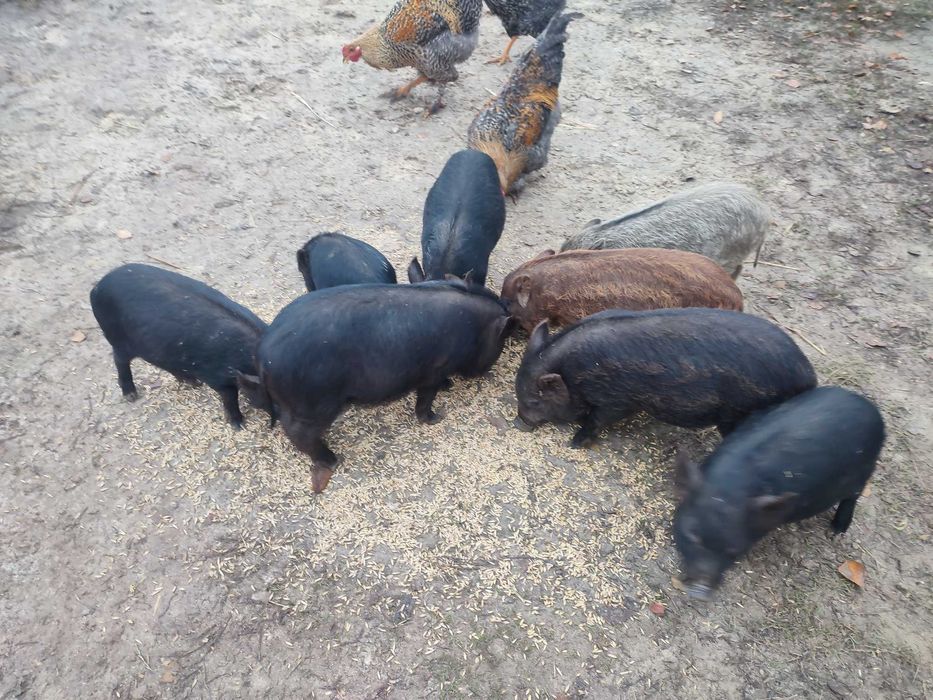 Поросята кармали