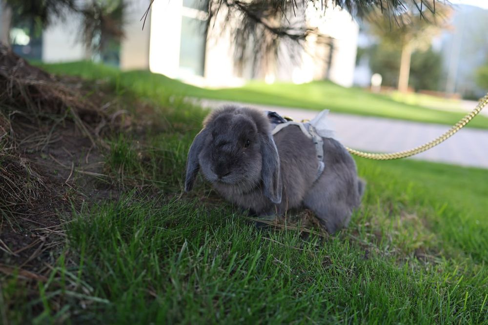 Вуслові, Львиноголові та Нідерландські декоративні кролики, мініатюрні