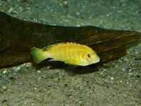 Pyszczak Labidochromis caerules 3 - 4 cm wysylam