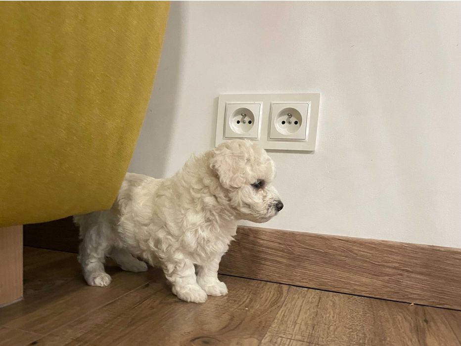 Bichon Frise śliczny szczeniak z rodowodem szuka nowego domu!