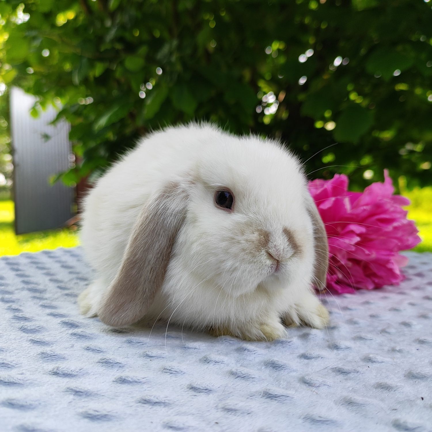 Mini lop rasowy metryka legalna hodowla miniaturka baranek