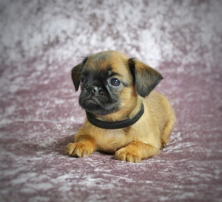 Цуценя грифон брабантський, пті брабансон