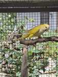 Conures varias mutações
