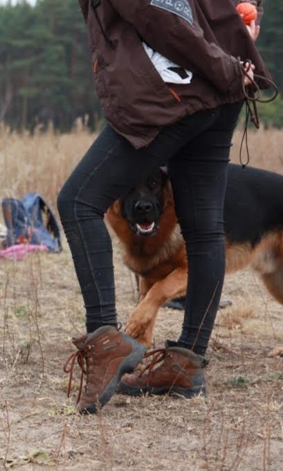 Цуценята німецької вівчарки