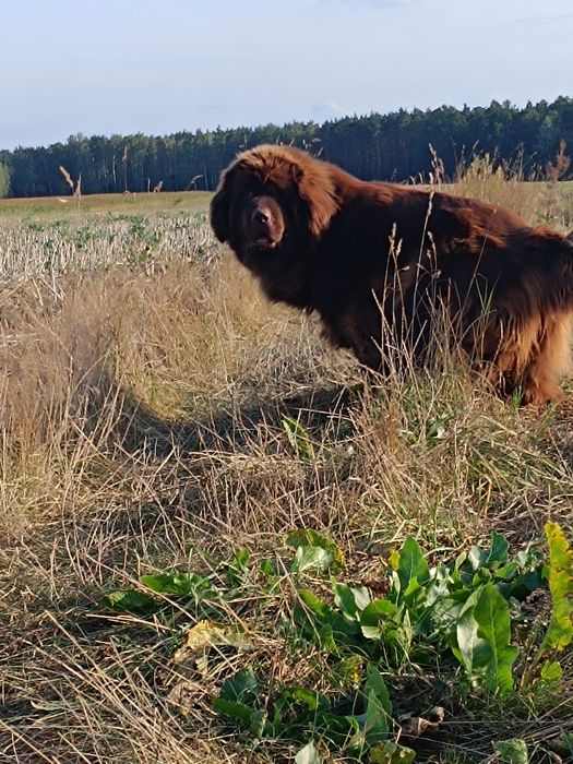 Nowofundland brązowy FCI suczka