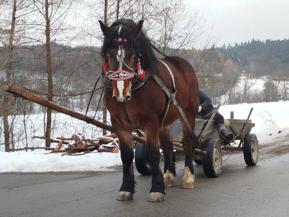 Sprzedam wałacha 4 lata .
