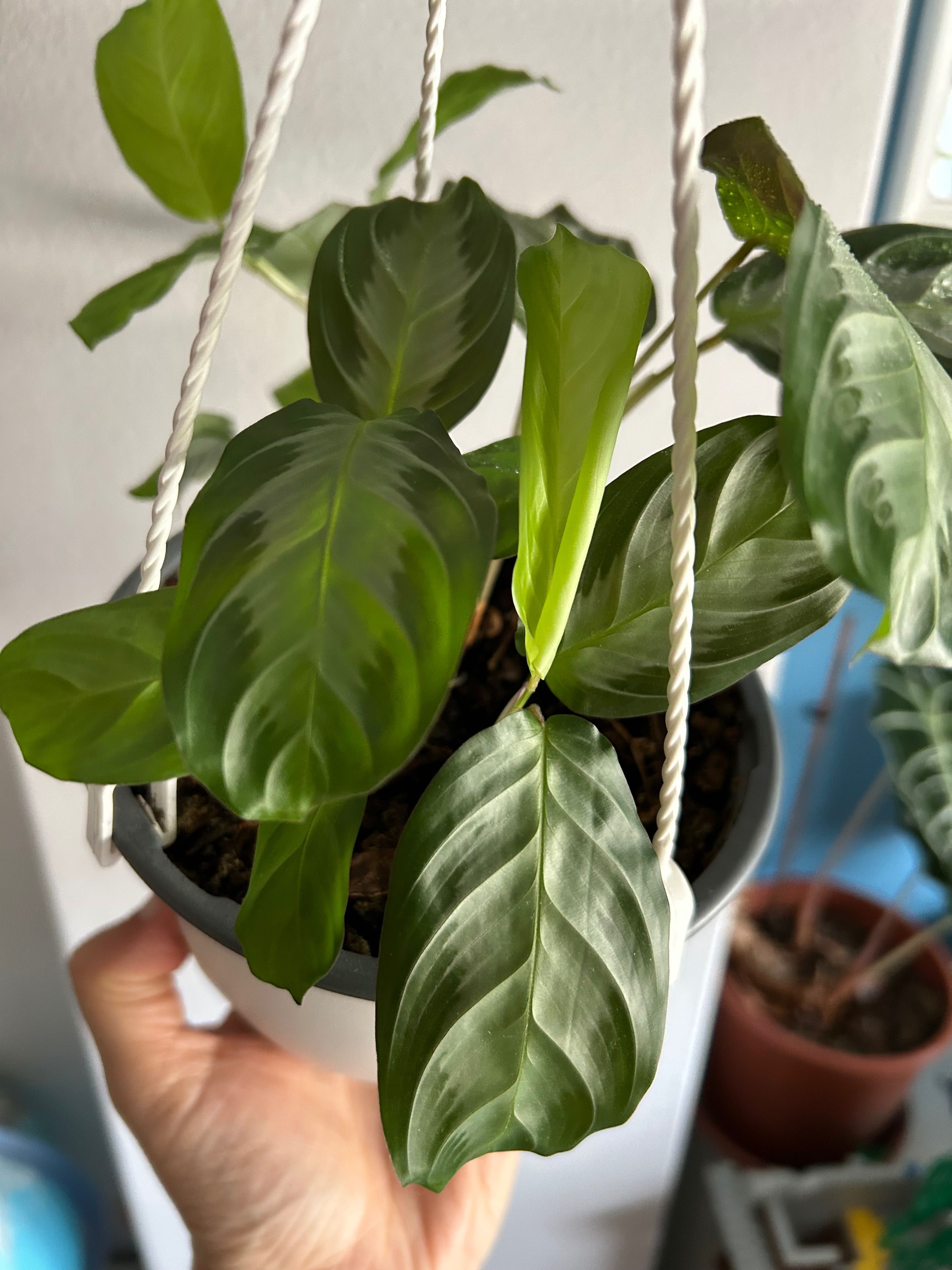Planta Maranta Silver Band